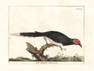 Malkoha de cara roja, Phaenicophaeus pyrrhocephalus. Vulnerable. Grabado a mano coloreado por John Latham de su propia Historia General de las Aves, Winchester