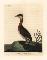 Somormujo cuellirrojo, Podiceps grisegena (Podiceps rubricollis). Grabado en cobre coloreado a mano dibujado y grabado por John Latham de su propia Historia General de las Aves, Winchester