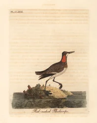 Falaropo de cuello rojo, Phalaropus lobatus. Grabado a mano coloreado por John Latham de su propia Historia General de las Aves, Winchester