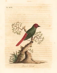 Pinzón loro de garganta roja, Eritrea psittacea. Grabado a mano coloreado por John Latham de su propia Historia General de las Aves, Winchester