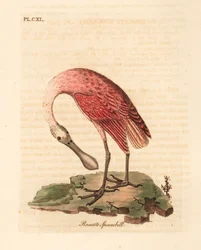 Espátula rosada, Platalea ajaja. Grabado a mano coloreado por John Latham de su propia Historia General de las Aves, Winchester