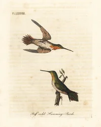 Colibrí rufo, Selasphorus rufus (Colibrí de cuello rufo, Trochilus collaris). Macho y hembra. Grabado en cobre coloreado a mano dibujado y grabado por John Latham de su propia Historia General de las Aves, Winchester
