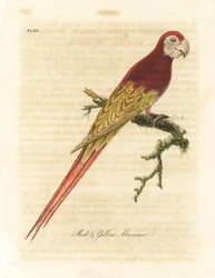 Guacamayo escarlata, Ara macao (Guacamayo rojo y amarillo, Macrocercus aracanga). Grabado en cobre coloreado a mano dibujado y grabado por John Latham de su propia Historia General de las Aves, Winchester