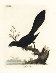 Ani pico liso o ani menor, Crotophaga ani. Grabado en cobre coloreado a mano dibujado y grabado por John Latham de su propia A General History of Birds, Winchester
