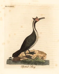 Cormorán moteado o parekareka, Phalacrocorax punctatus (Pelecanus punctatus). Grabado en cobre coloreado a mano dibujado y grabado por John Latham de su propia Historia General de las Aves, Winchester