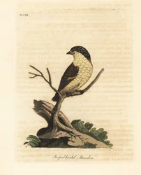 Pardalote estriado, Pardalotus striatus (Saltarín de cabeza rayada, Pipra striata). De A General History of Birds, Winchester