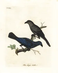 Estornino estriado, Aplonis striata. Grabado a mano coloreado por John Latham de su propia Historia General de las Aves, Winchester