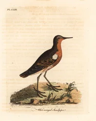 Correlimos de Tahití, Prosobonia leucoptera. Extinto. (Correlimos de alas blancas, Tringa leucoptera.) Grabado en cobre coloreado a mano dibujado y grabado por John Latham de su propia A General History of Birds, Winchester