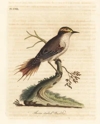 Rayadito de cola espinosa, Aphrastura spinicauda. Grabado a mano coloreado por John Latham de su propia Historia General de las Aves, Winchester