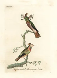 Gallitos crestados, Lophornis ornatus (Colibríes de cuello crestado, Trochilus ornatus). Macho y hembra. Grabado en cobre coloreado a mano dibujado y grabado por John Latham de su propia A General History of Birds, Winchester
