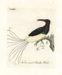 Ave del paraíso de doce hilos, Seleucidis melanoleucus (Paradisea nigricans). Grabado en cobre coloreado a mano dibujado y grabado por John Latham de su propia Historia General de las Aves, Winchester