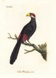 Turaco violeta o comedora de plátanos violácea, Musophaga violacea. Grabado en cobre coloreado a mano dibujado y grabado por John Latham de su propia Historia General de las Aves, Winchester