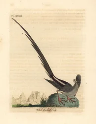 Pájaro ratón de espalda blanca, Colius colius (Coly de espalda blanca, Colius leuconotus). Grabado en cobre coloreado a mano dibujado y grabado por John Latham de su propia Historia General de las Aves, Winchester