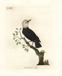 Tirano de pantano de cabeza blanca, Arundinicola leucocephala (Tody de cabeza blanca, Todus leucocephalus). Grabado en cobre coloreado a mano dibujado y grabado por John Latham de su propia Historia General de las Aves, Winchester