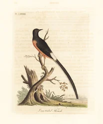 Shama de rabadilla blanca, Copsychus malabaricus macrourus. Grabado a mano coloreado por John Latham de su propia Historia General de las Aves, Winchester