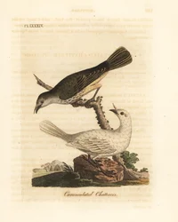 Pájaro campana blanco, Procnias albus, macho y hembra (charlatán carunculado, Ampelis carunculata). Plancha de cobre coloreada a mano, dibujada y grabada por John Latham de su propia A General History of Birds, Winchester