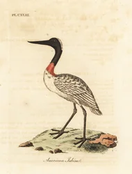 Cigüeña americana, Mycteria americana. Grabado a mano coloreado por John Latham de su propia Historia General de las Aves, Winchester