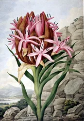 Lirio de lanza (Doryanthes excelsa)