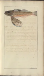 Dibujos de Lindsay Vol. VII