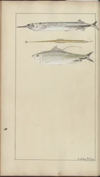 Dibujos de Lindsay Vol. VII