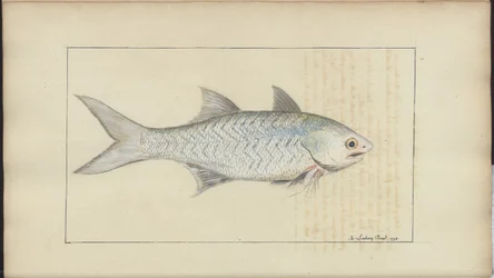 Dibujos de Lindsay Vol. VII