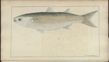 Dibujos de Lindsay Vol. VII, 20