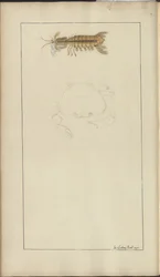 Dibujos de Lindsay Vol. VII, 24