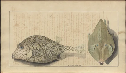 Dibujos de Lindsay Vol. VII, 26