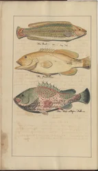 Dibujos de Lindsay Vol. VII, 4