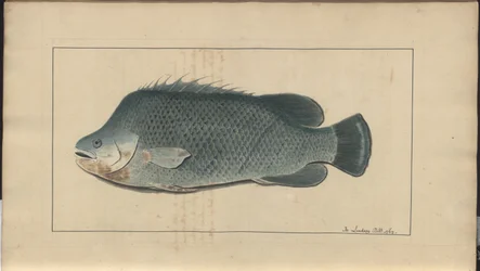 Dibujos de Lindsay Vol. VII, 5