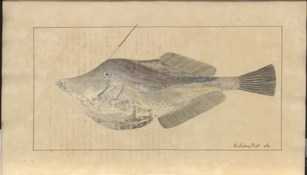 Dibujos de Lindsay Vol. VII, 7
