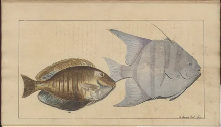 Dibujos de Lindsay Vol. VII, 8