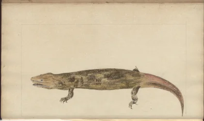Dibujos de Lindsay Vol. VI