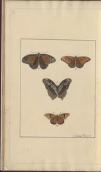 Dibujos de Lindsay Vol. VI, 29