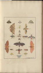 Dibujos de Lindsay Vol. VI, 68