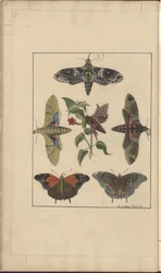 Dibujos de Lindsay Vol. VI, 7