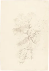 Un bosque de hayas