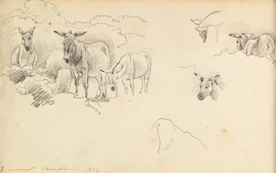 Burros, 1824