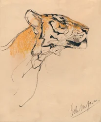 Cabeza de un tigre, c. 1910