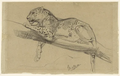 Estudio de un leopardo tumbado en una rama