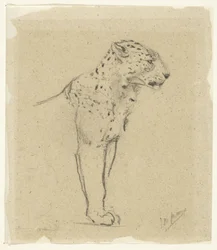 Estudio de un leopardo en pie
