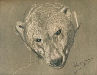 Estudio de la cabeza de un oso polar, c1901