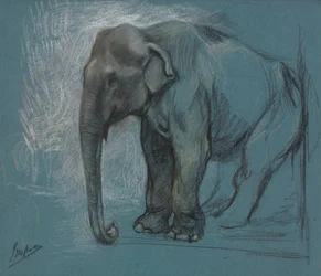 Estudio de un elefante