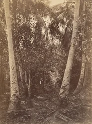 Paisaje tropical, bosque cerca de Turbo, 1871