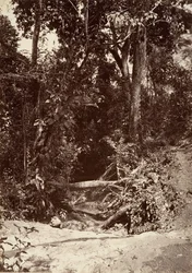 Paisaje tropical, El arroyo El Baño, Chipigana, 1871