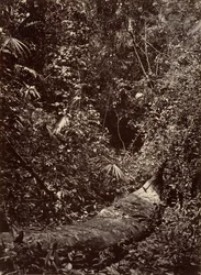 Paisaje tropical, selva tropical, 1871