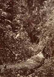 Paisaje tropical, selva tropical