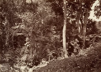 Paisaje tropical, vista cerca de Chipigana, 1871