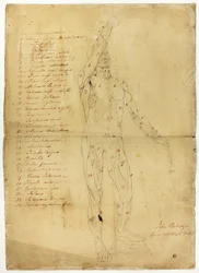 Ecorché masculino