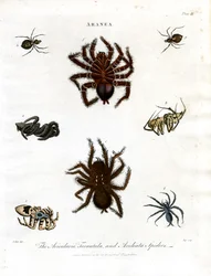 ARANEA: Avicularia;Tarántulas y arañas Aculeata